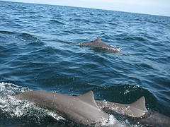Spinner dolphin pod spinner dolphins follow our boat