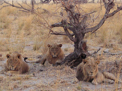 Lions in Afrcia African Predator Conservation Research Organization (APCRO) www.apcro.org
