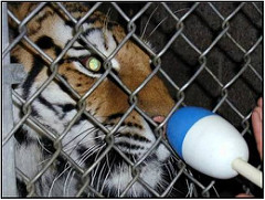 Target training Tiger Protected Contact Training