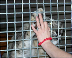 Target training snow leopard Target training snow leopard