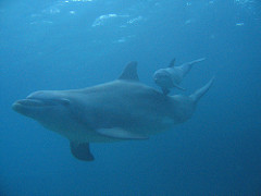 Mom and calf Mom and calf Dolphin Discovery Cozumel