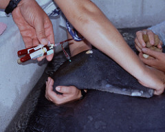 husbandry training Voluntray lateral blood sampling