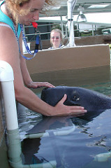 husbandry training manatee voluntary eye exam