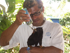 Training tamarin monkey Raul training a golden hand tamarin monkey Dolphin Discovery