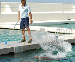 Training tail splash Raul training a tail splash Dolphin Discovery Cayman