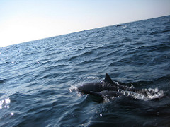 Spinner dolphins follow and spin Spinner dolphins follow and spin