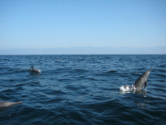 Spinner dolphins following and spinning Spinner dolphins following and spinning